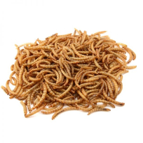 Havens Tørrede Melorme - Vildtfugle